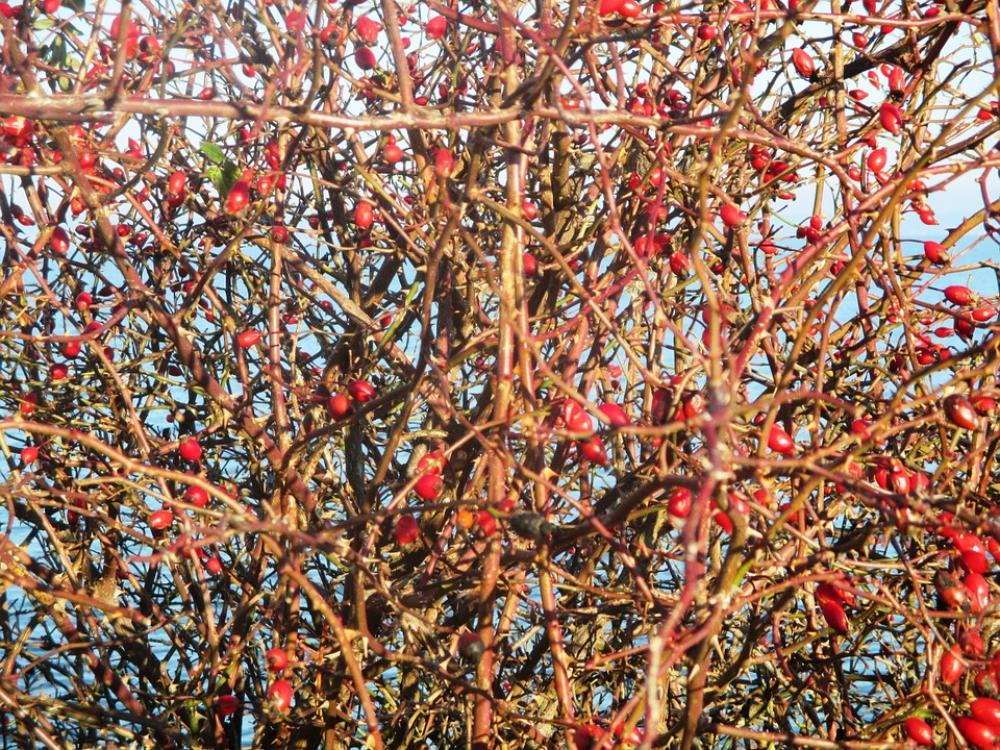 Rose Hip Wild Rose Red Romanshorn Roses Rose Hip Wild Rose Red Romanshorn Roses