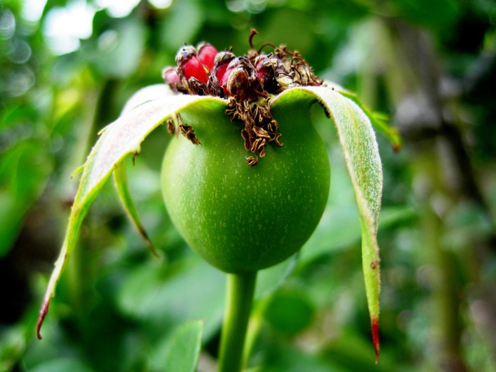 Rose Hip Hip Wild Brier Rose Apple Red Green Rose Hip Hip Wild Brier Rose Apple Red Green
