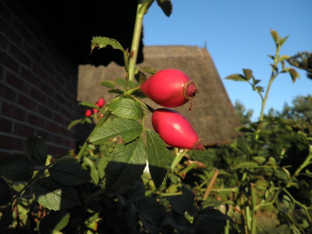 Rose Hip Wild Rose Fruit Red Autumn Nature Plant Rose Hip Wild Rose Fruit Red Autumn Nature Plant
