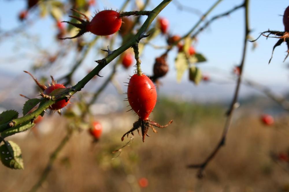 Rose Hip Spiked Nature Autumn Red Spike Wild Rose Hip Spiked Nature Autumn Red Spike Wild