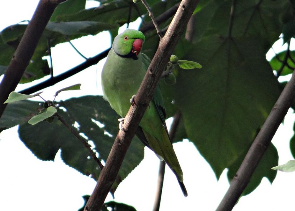 Rose-Ringed Parakeet Psittacula Krameri Rose-Ringed Parakeet Psittacula Krameri