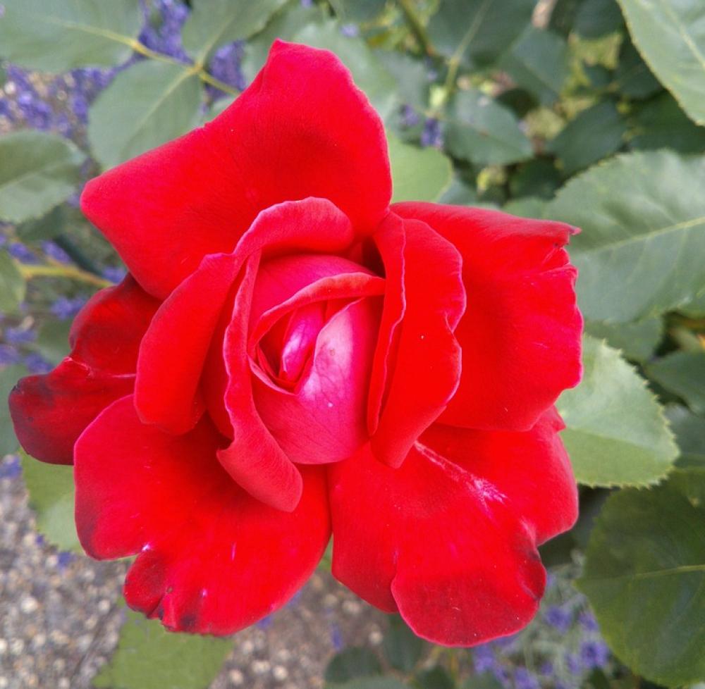 Roses Red Rose Nature Flowers Roses Red Rose Nature Flowers