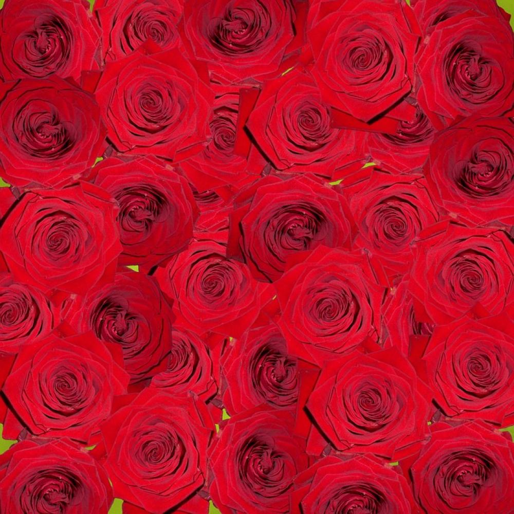 Roses Nature Flowers Red Digital Art Roses Nature Flowers Red Digital Art