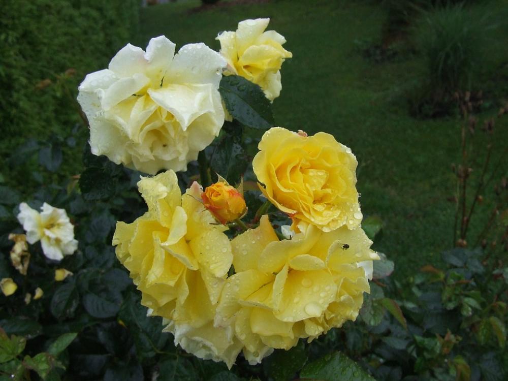 Roses Summer Bud Garden Roses Summer Bud Garden