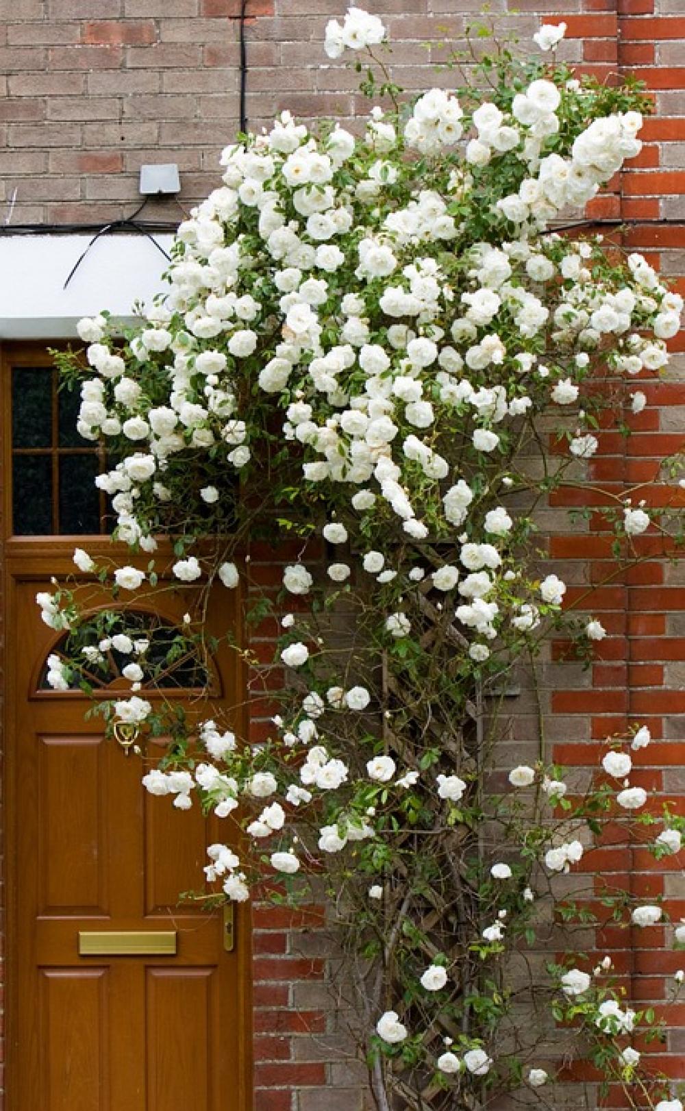 Roses Rose Flowers White Rambling Climbing Door Roses Rose Flowers White Rambling Climbing Door