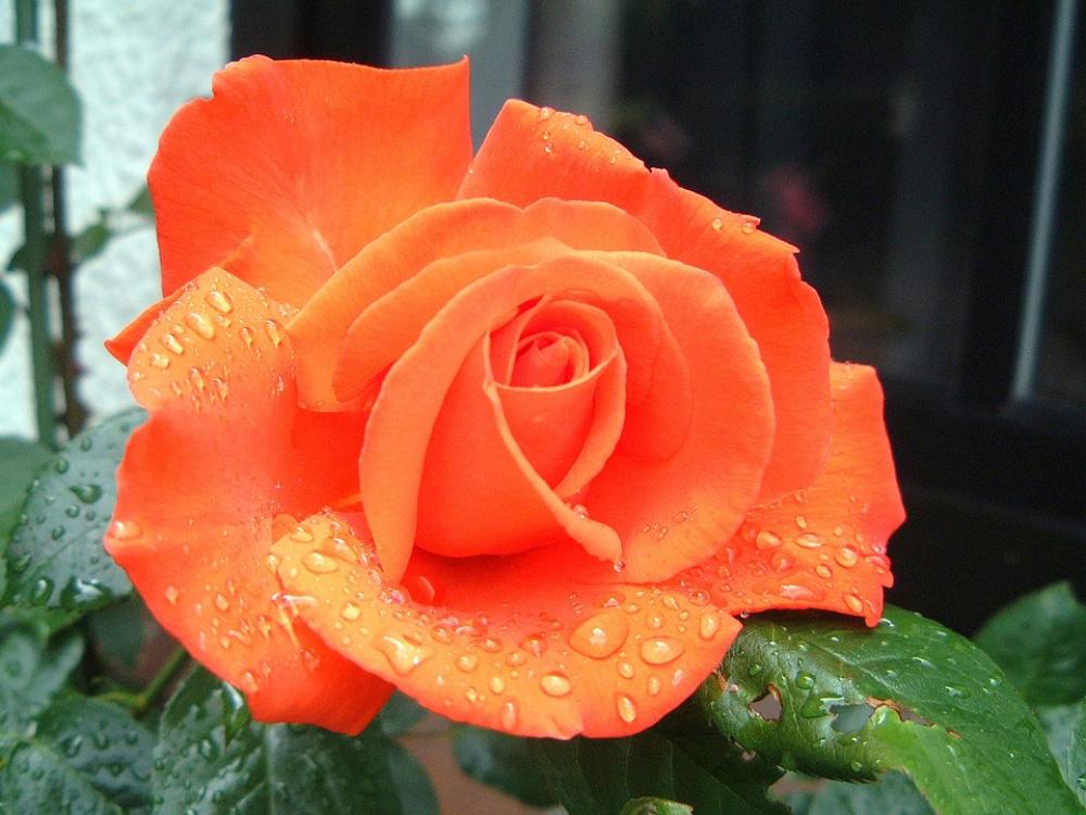 Roses Flowers Blossom Bloom Salmon Greeting Roses Flowers Blossom Bloom Salmon Greeting