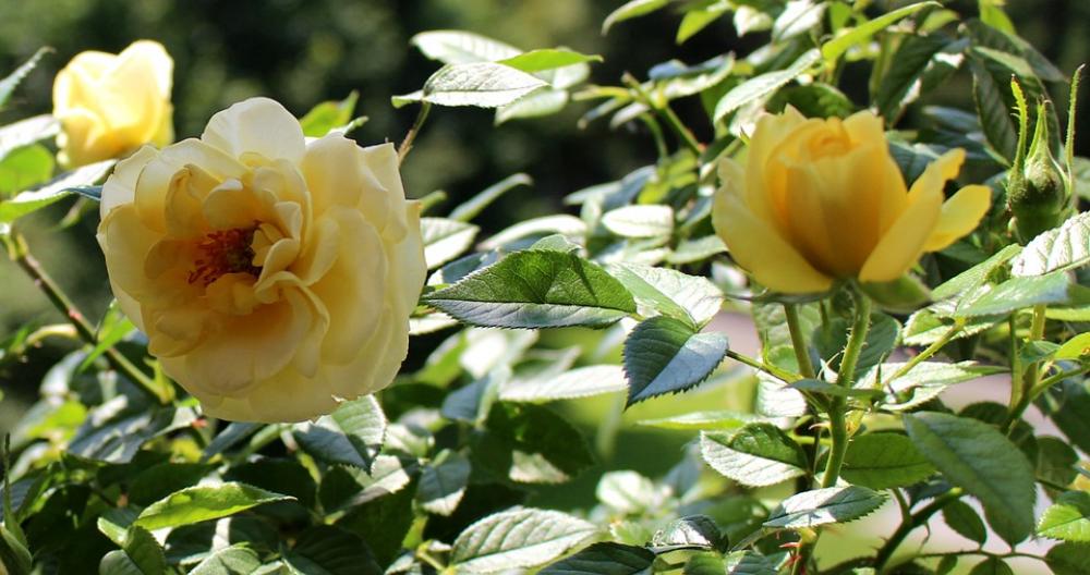 Roses Flowers Yellow Rose Petals Roses Flowers Yellow Rose Petals