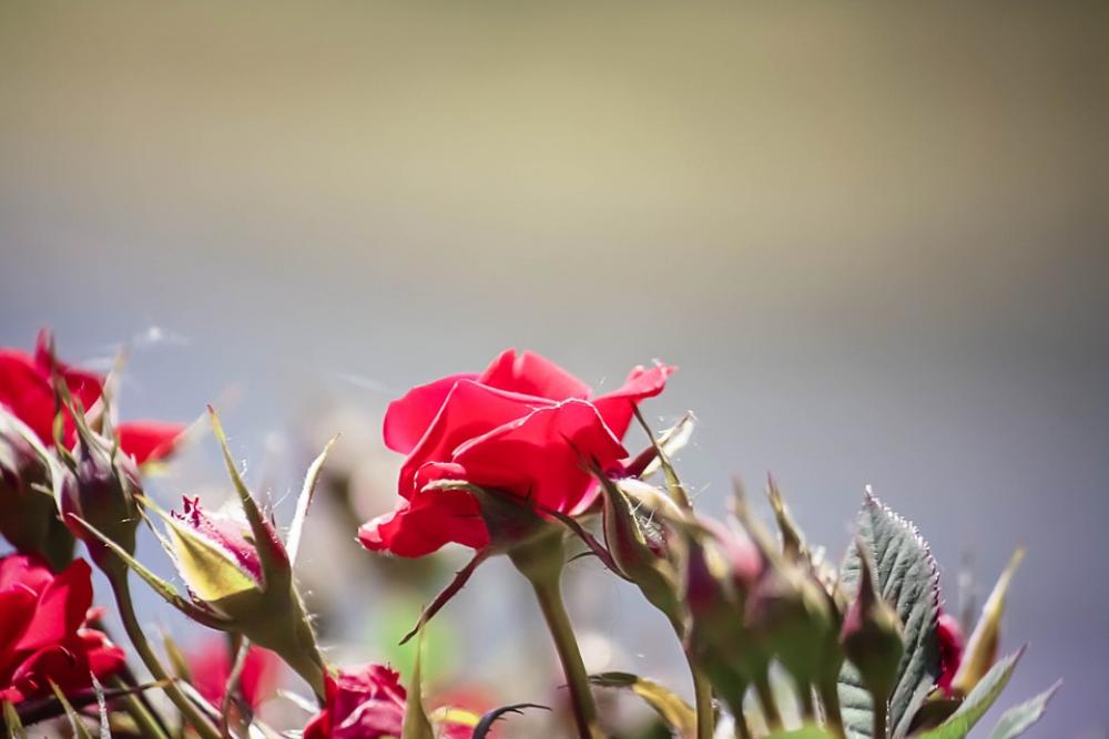 Roses Red Flower Beautiful Nature Floral Roses Red Flower Beautiful Nature Floral