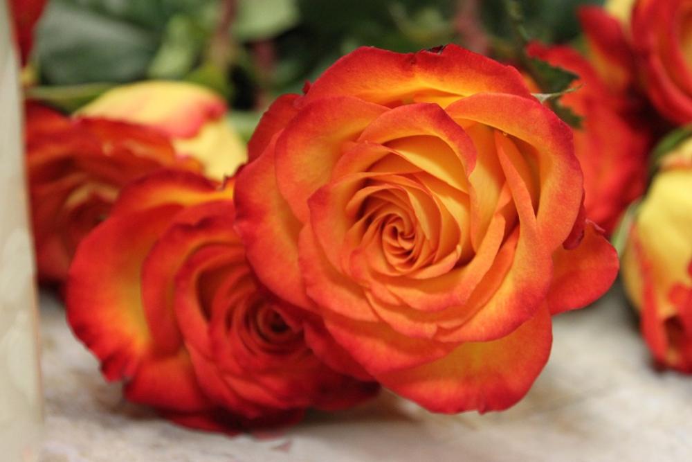 Roses Orange Yellow Beautiful Blossom Colorful Roses Orange Yellow Beautiful Blossom Colorful