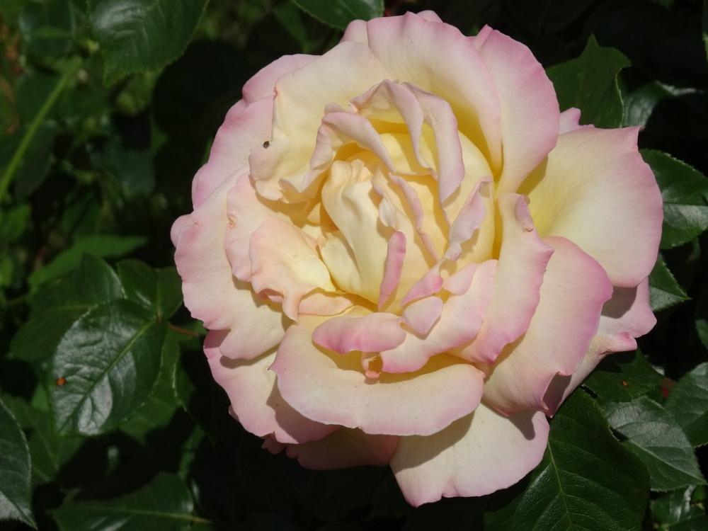 Roses White Flowers Rose Bloom Blossom Bloom Roses White Flowers Rose Bloom Blossom Bloom