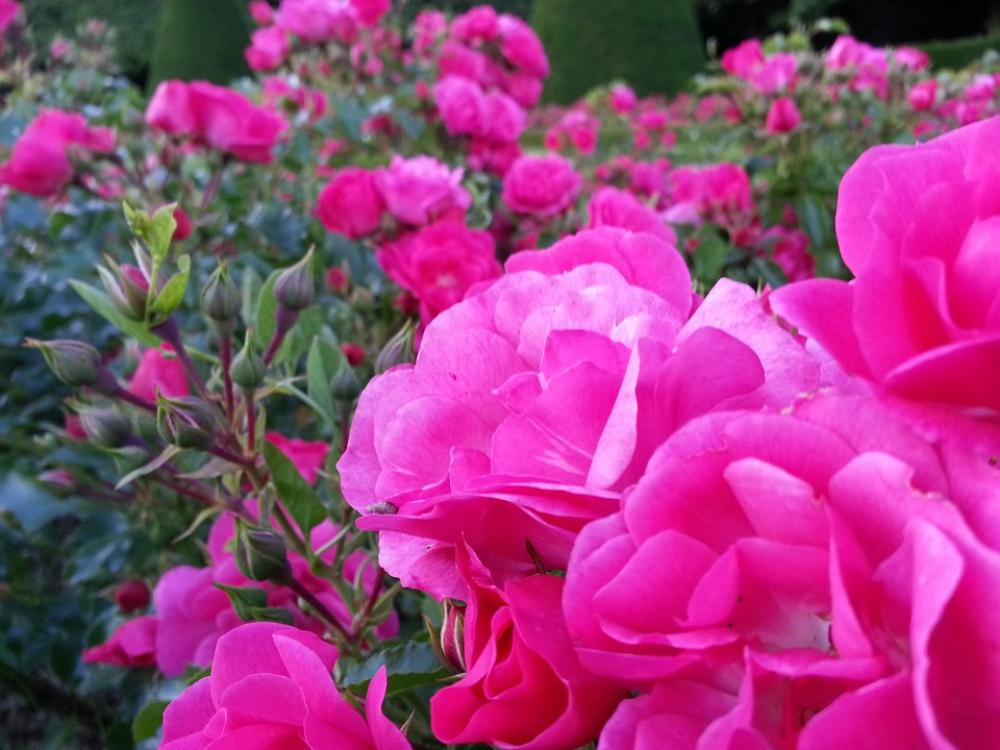 Roses Flowers Nature Macro Rosebush Petals Spring Roses Flowers Nature Macro Rosebush Petals Spring