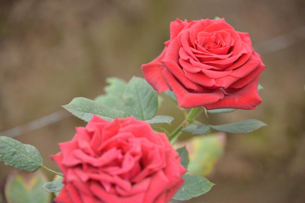 Roses Red Love Flowers Blossoms Roses Red Love Flowers Blossoms