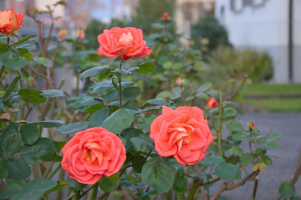 Roses Bush Plant Flowers Roses Bush Plant Flowers