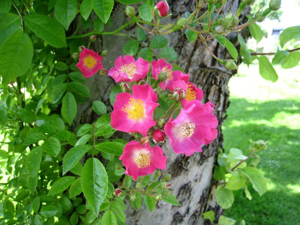 Roses Simple Pink Tree Leaf Green Park Summer Roses Simple Pink Tree Leaf Green Park Summer