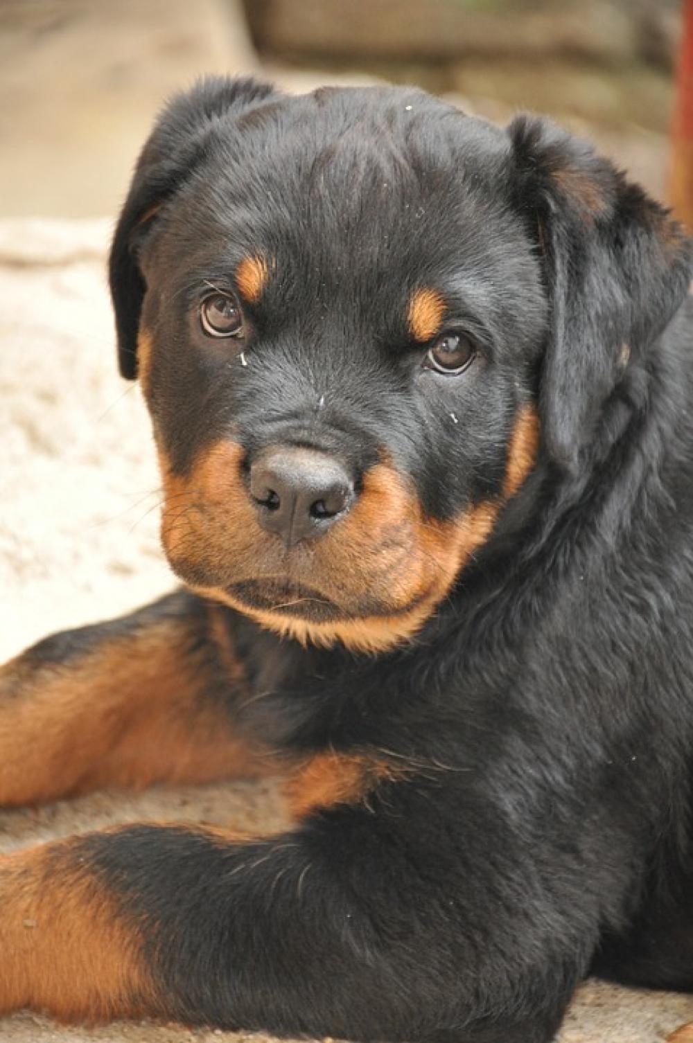 Rottweiler Cucciola Dog Uma Sweet Muzzle Rottweiler Cucciola Dog Uma Sweet Muzzle
