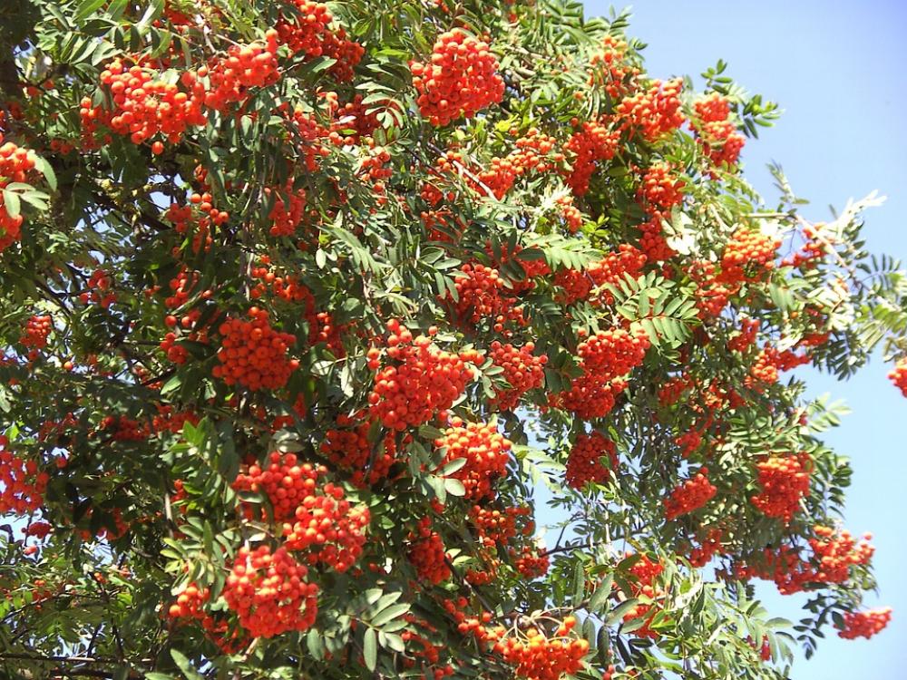 Rowan Berries Red Orange Mountain Ash Haw Rowan Berries Red Orange Mountain Ash Haw