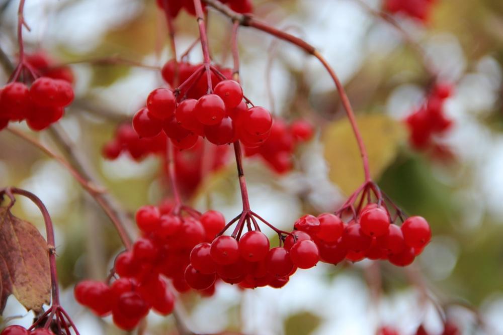 Rowanberries Berries Autumn Bush Nature Red Rowanberries Berries Autumn Bush Nature Red