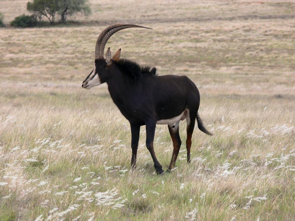 Sable Antelope Africa Wild Wildlife Game Sable Antelope Africa Wild Wildlife Game