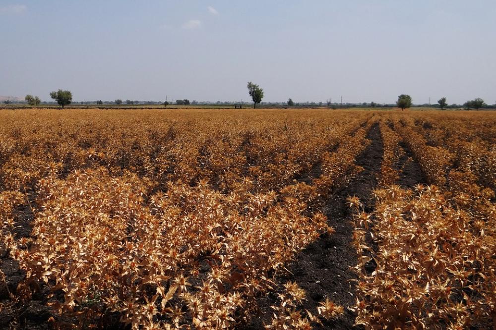 Safflower Fields Crop Ripe Harvest-Ready Karnataka Safflower Fields Crop Ripe Harvest-Ready Karnataka