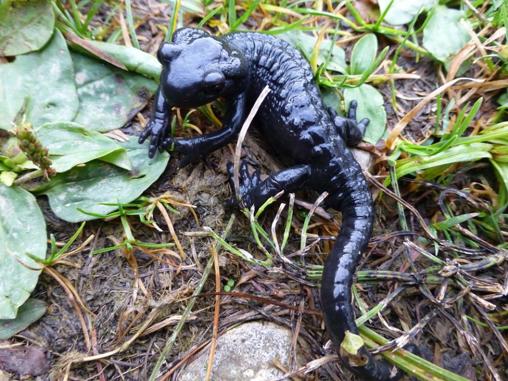 Salamander Black Alpine Nature Amphibian Salamander Black Alpine Nature Amphibian