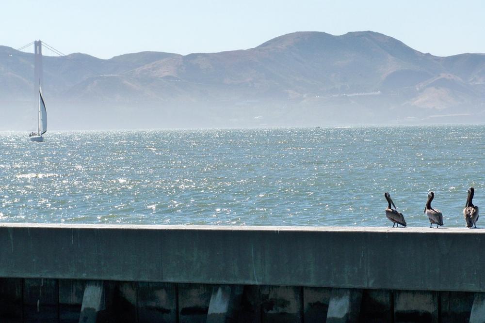 San Francisco Sea California Bay Boat Birds San Francisco Sea California Bay Boat Birds