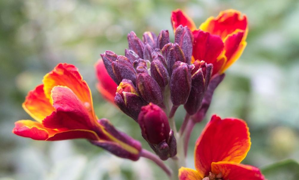 Sand Flower Mirabilis Jalapa Nature Plant Bloom Sand Flower Mirabilis Jalapa Nature Plant Bloom