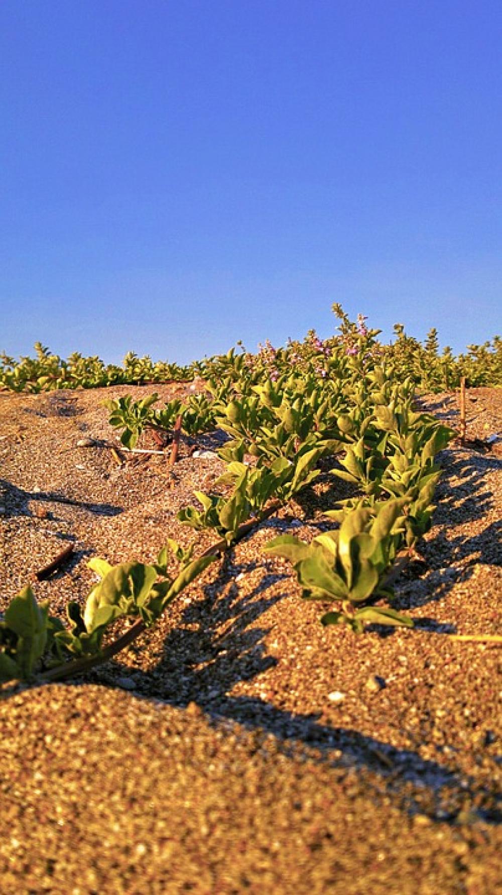 Sand Bush Dune Desert Landscape Scenery Nature Sand Bush Dune Desert Landscape Scenery Nature