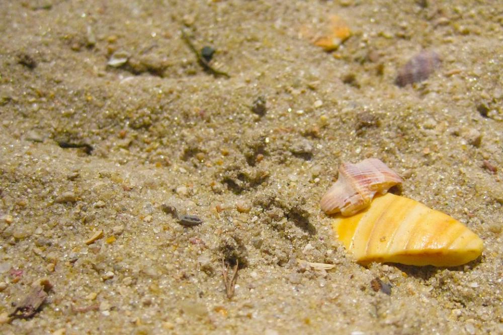 Sand Shells Beach Mar Rio De Janeiro Brazil Sand Shells Beach Mar Rio De Janeiro Brazil