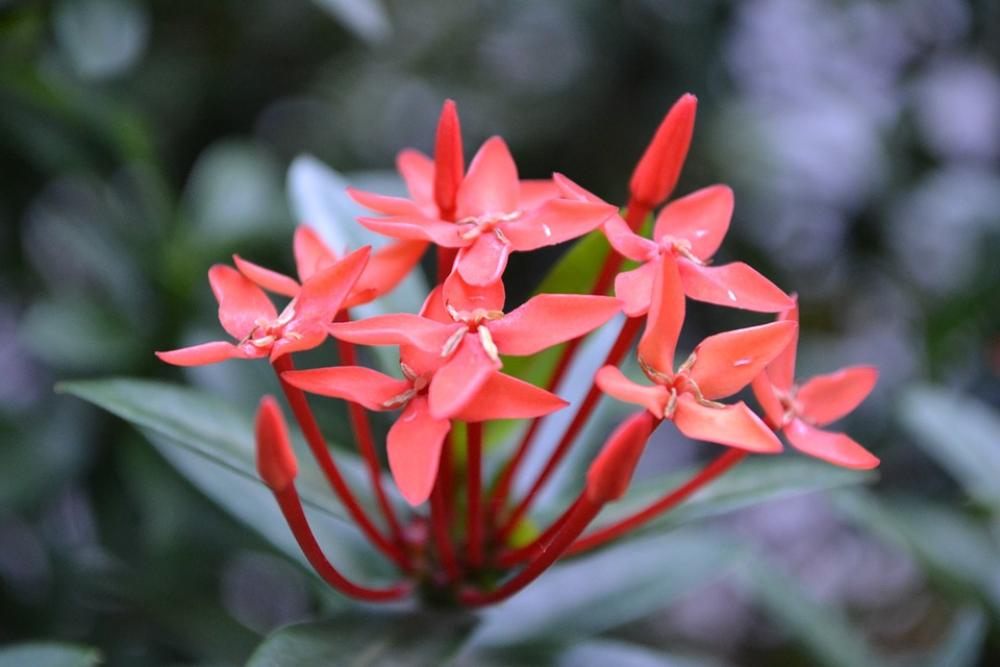 Santan Flower Kanakambaram Flower Red Flower Santan Flower Kanakambaram Flower Red Flower