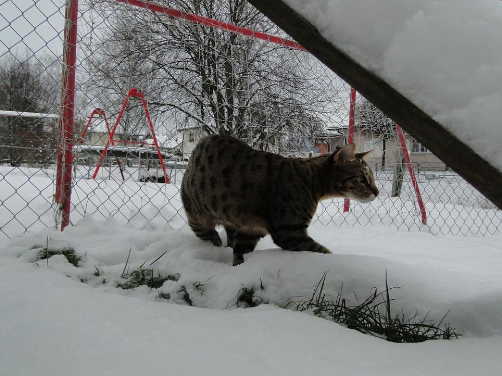 Savannah Cat Cat Wildcat Wild Predator Animal Savannah Cat Cat Wildcat Wild Predator Animal