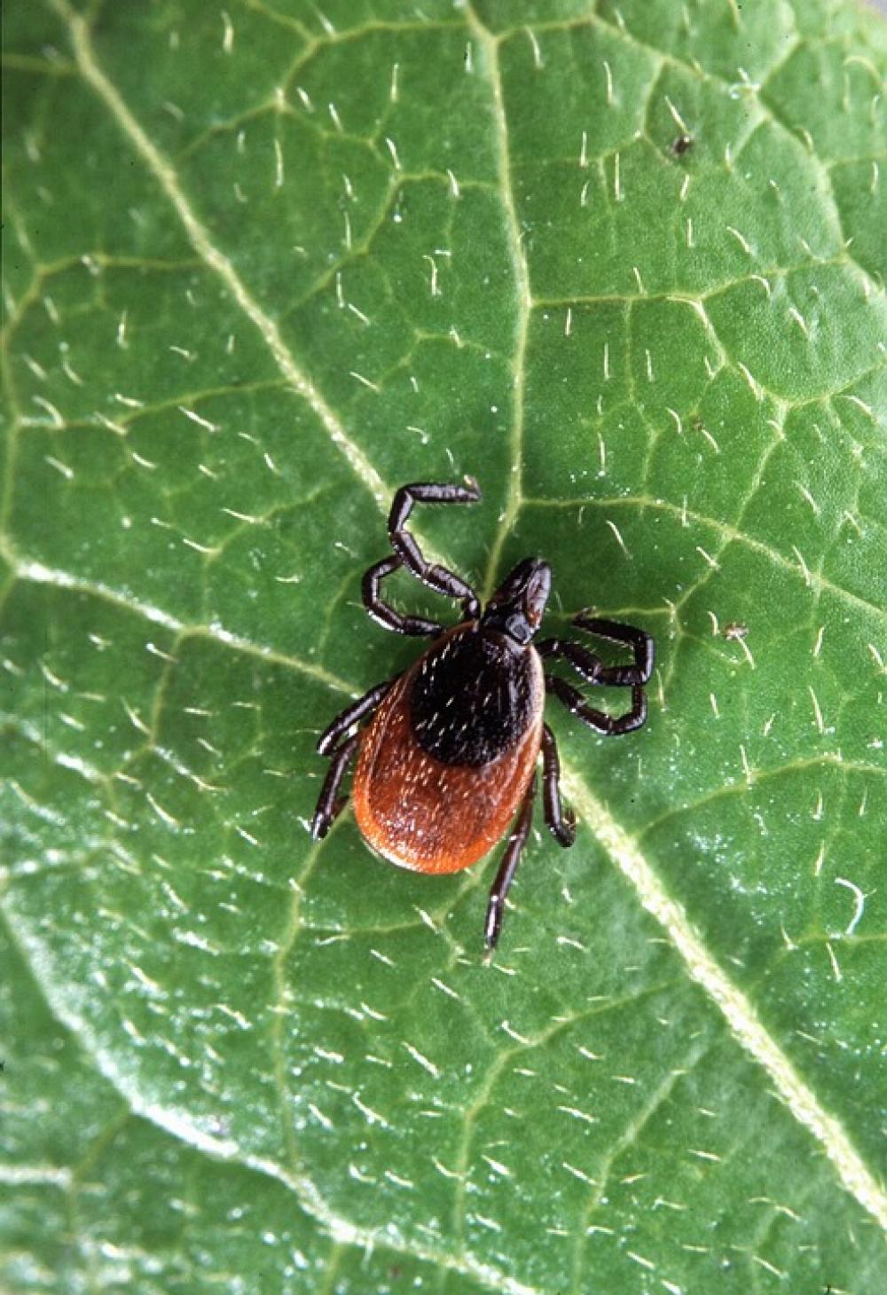 Scapularis Ixodes Insect Tick Deer Bugs Insects Scapularis Ixodes Insect Tick Deer Bugs Insects