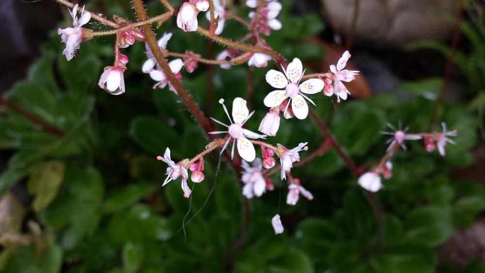 Schildersverdriet Flowers Succulent Schildersverdriet Flowers Succulent