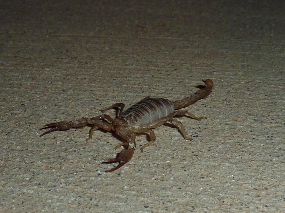 Scorpio Sting Animal Toxic Scorpio Sting Animal Toxic