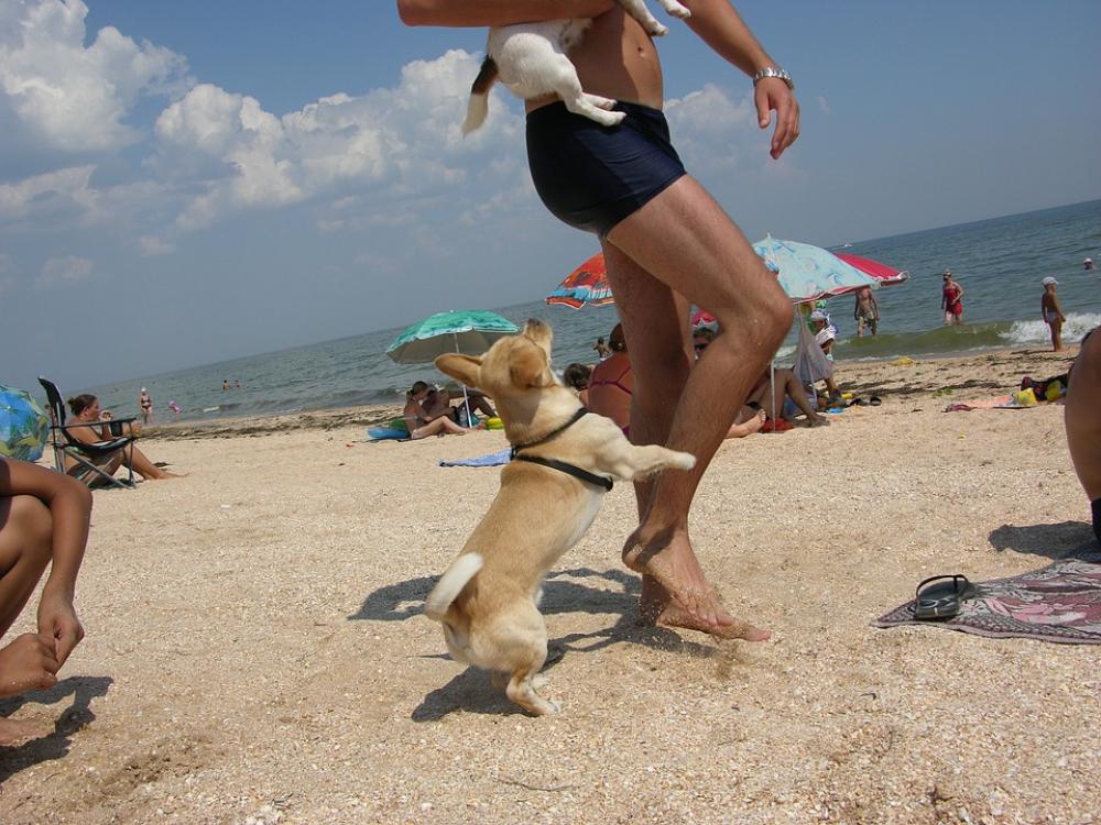 Sea Dog Beach Sea Dog Beach