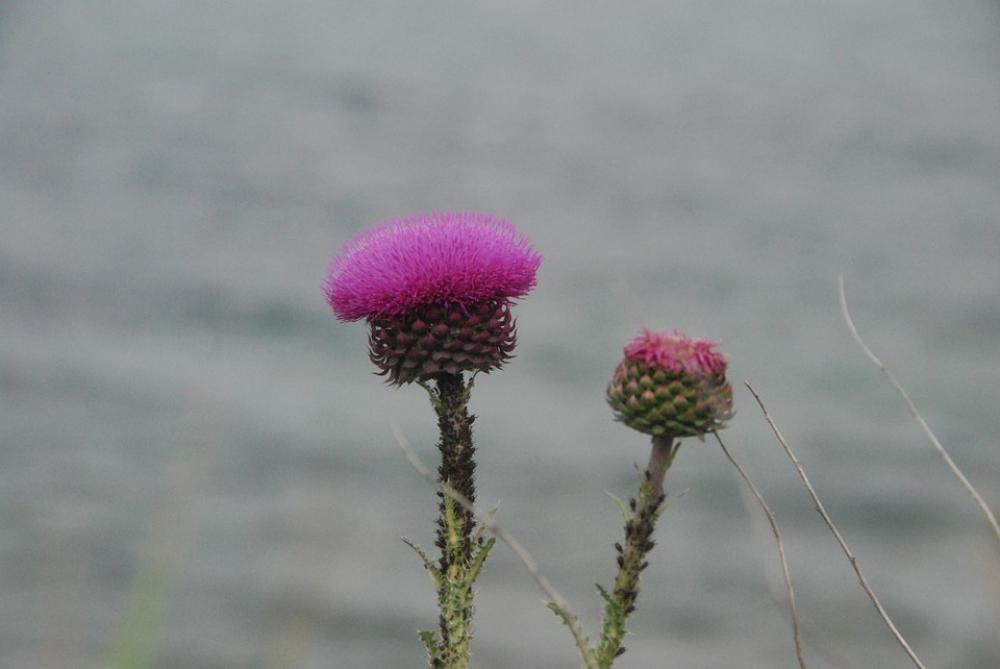 Sea Flowers Nature Flower Pink Thistle Sea Flowers Nature Flower Pink Thistle