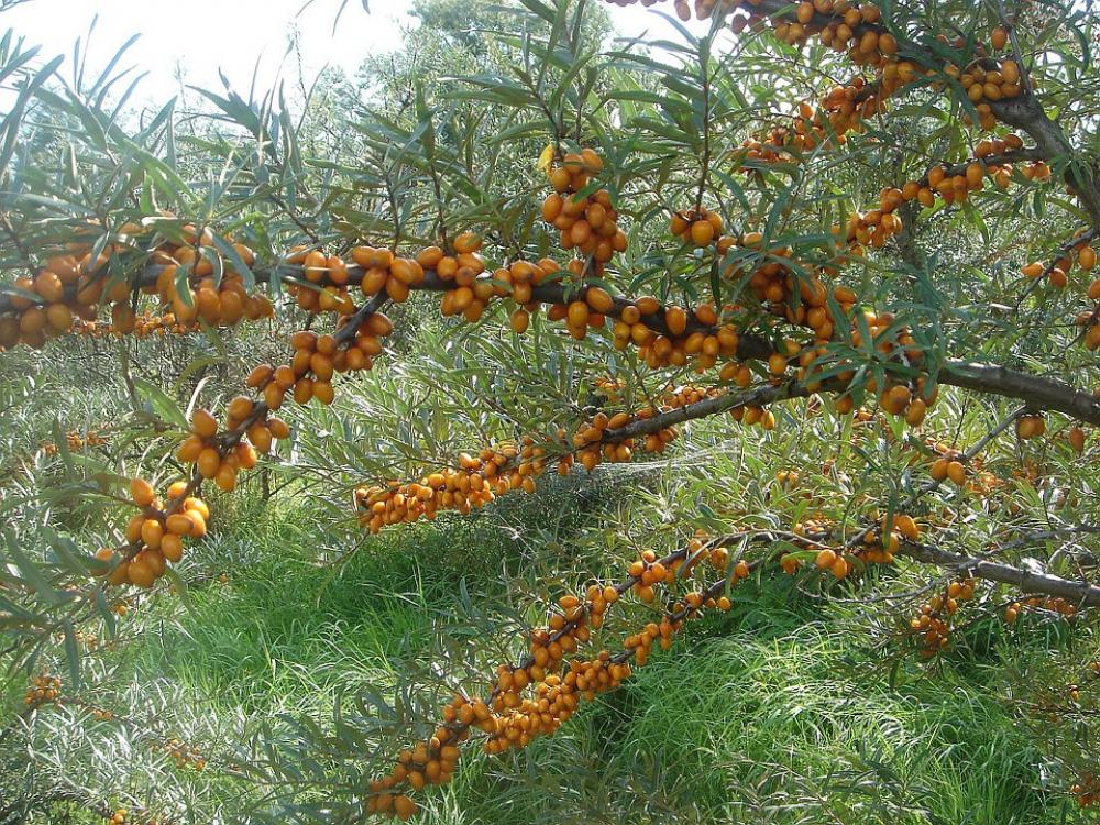 Sea Buckthorn Bush Fruits Orange Branch Health Sea Buckthorn Bush Fruits Orange Branch Health