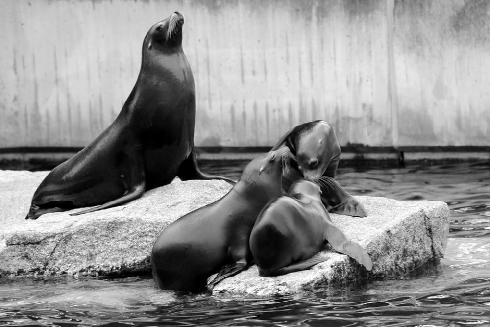 Sea Lion Family Boy Crawl Zoo Acrobatic Sea Lion Family Boy Crawl Zoo Acrobatic