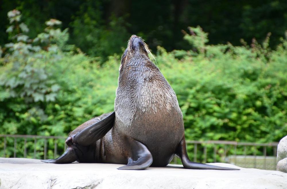Sea Lion Animal Funny Sea Lion Animal Funny