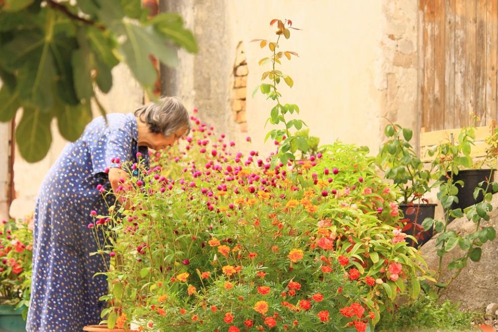 Sea Of Flowers Old Lady Garden Plants Flowers Sea Of Flowers Old Lady Garden Plants Flowers