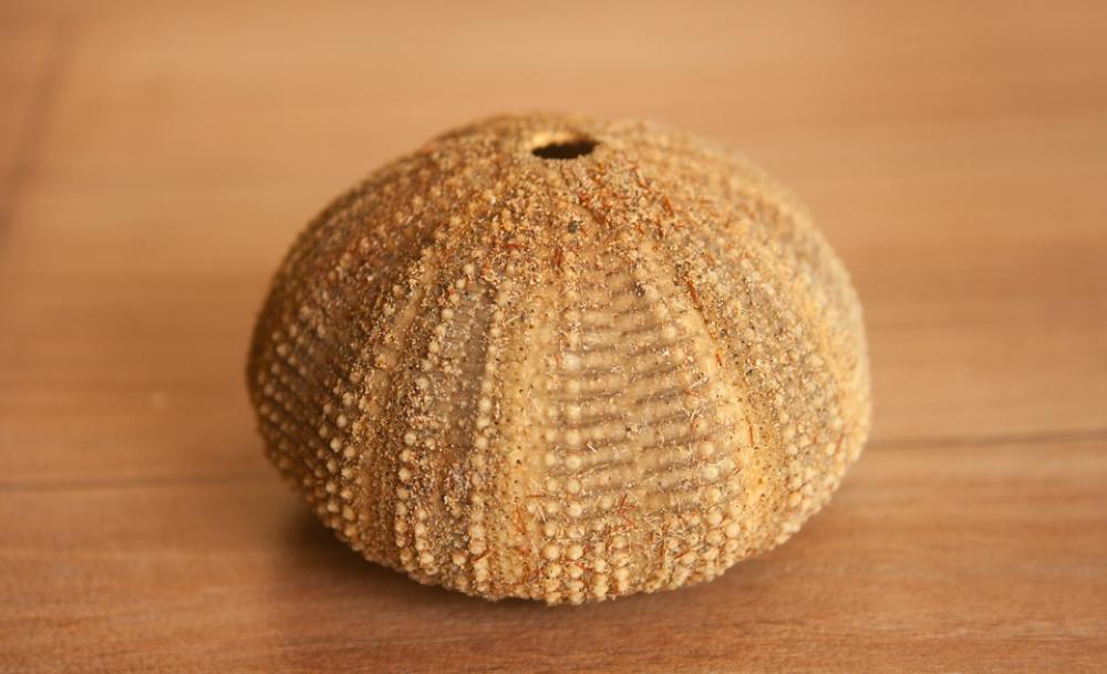 Sea Urchin Sea Life Shell Echinite Sea Urchin Sea Life Shell Echinite