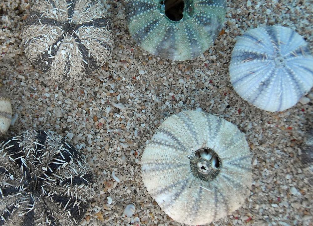 Sea Urchins Marine Life Meeresbewohner Sea Urchins Marine Life Meeresbewohner