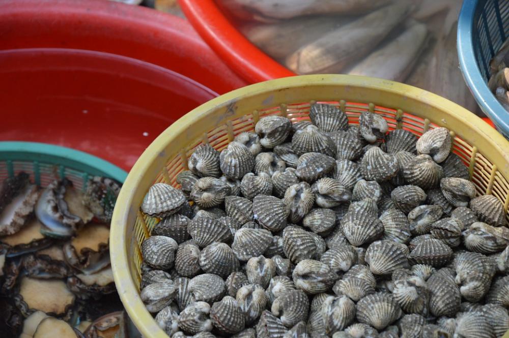 Seafood Shells Food Ocean Beach Market Cooking Seafood Shells Food Ocean Beach Market Cooking