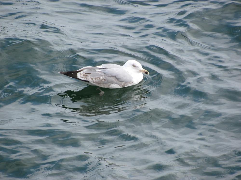 Seagull Ocean Water Bird Sea Seagull Ocean Water Bird Sea
