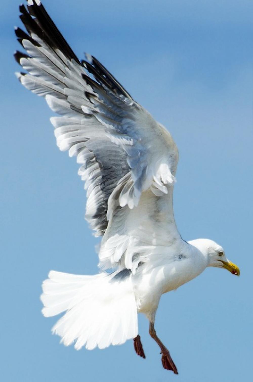 Seagull Bird Aviator Animal Close- Up Sea Wild Seagull Bird Aviator Animal Close- Up Sea Wild
