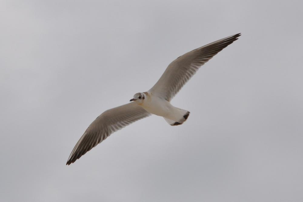 Seagull Bird Wings Sky Seagull Bird Wings Sky