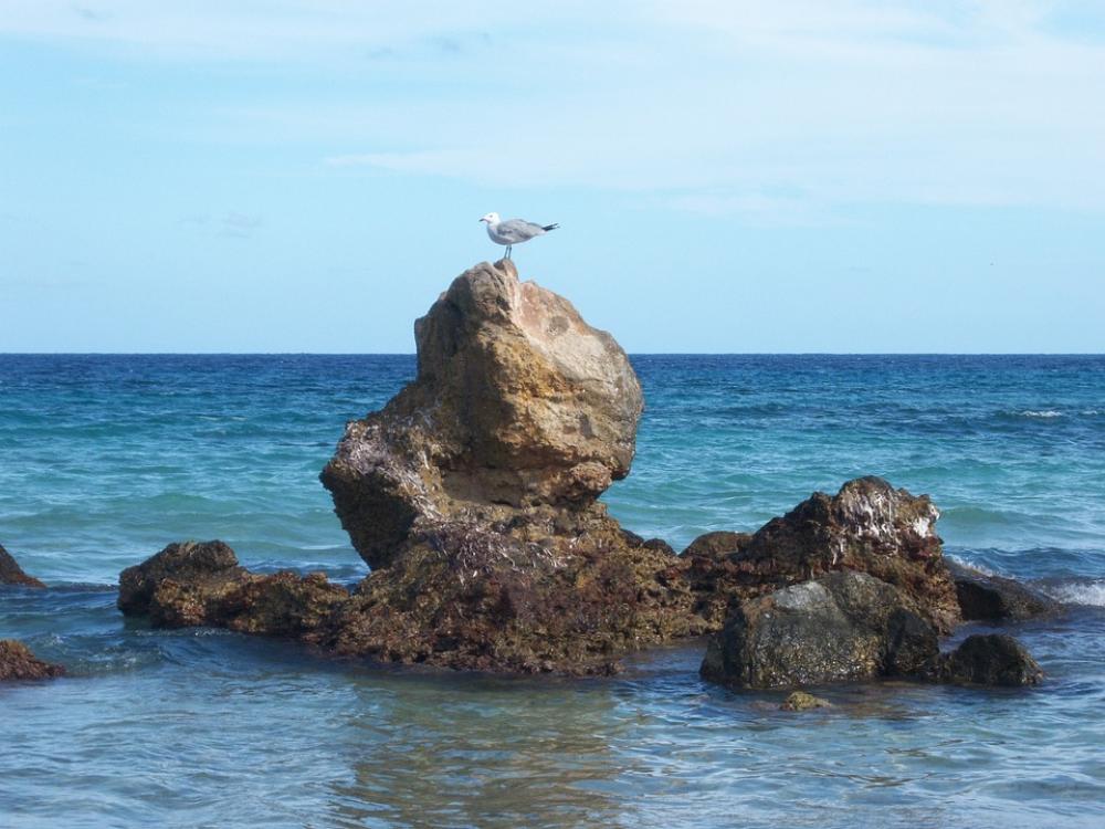 Seagull Rock Sea Seagull Rock Sea