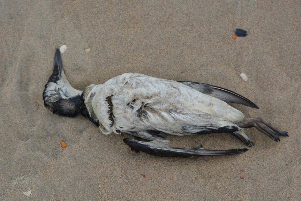 Seagull Dead Bird Bird Beach Seagull Dead Bird Bird Beach