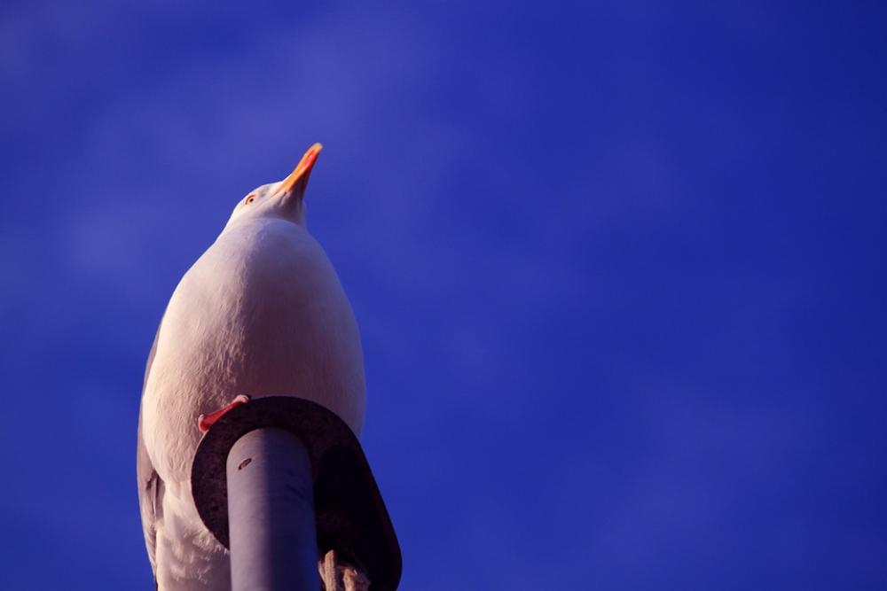 Seagull Gulls Sky Vacations Bird Bill Feather Seagull Gulls Sky Vacations Bird Bill Feather