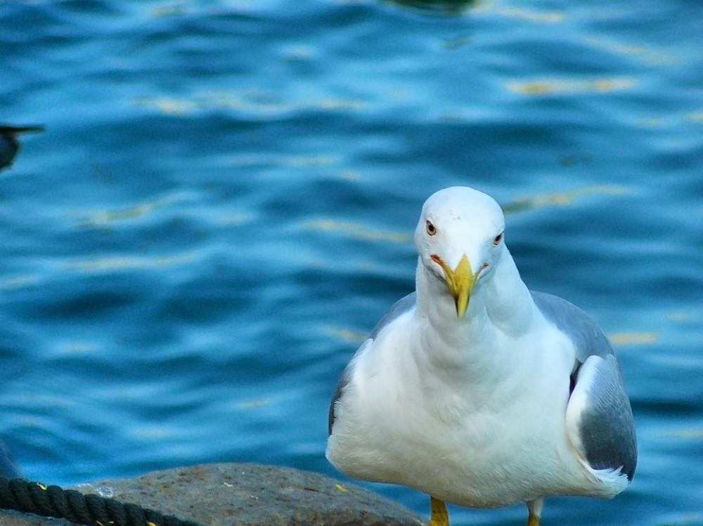 Seagull Bird Water Seagulls Sea Spain Harbor Seagull Bird Water Seagulls Sea Spain Harbor