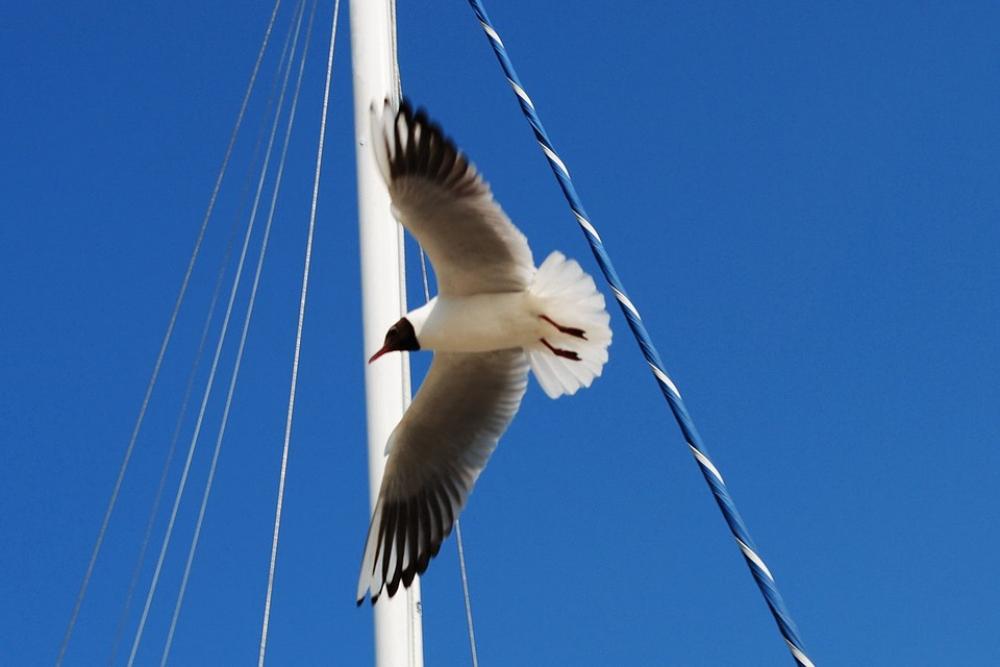 Seagull Sky Coast Seagull Sky Coast